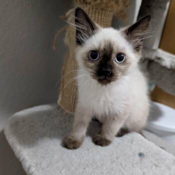 Savina -  Siamese Cat for Adoption in Austin, Texas - Savina | PetCurious