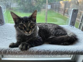 Covu -  Domestic Medium Hair Cat for Adoption in Buford, Georgia - Covu | PetCurious