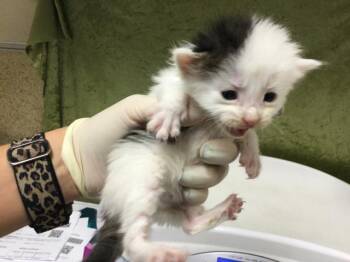 Domestic Short Hair Cats Available for Adoption in Riverside, California - CLAM CHOWDER | PetCurious