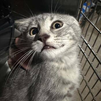 Misty -  Domestic Short Hair Cat for Adoption in Sioux Falls, South Dakota - Misty | PetCurious