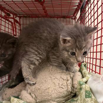 Clair De Lun -  Domestic Medium Hair Cat for Adoption in San Antonio, Texas - Clair De Lun | PetCurious
