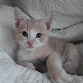 Rescue Domestic Short Hair Cats for Adoption in Long Beach, California - Citrine | PetCurious