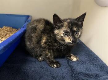 GLITTER -  Domestic Short Hair Cat for Adoption in Mckinleyville, California - GLITTER | PetCurious