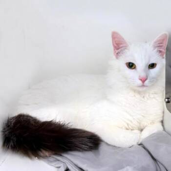 Domestic Medium Hair and Domestic Short Hair Cats Available for Adoption - Derek | PetCurious