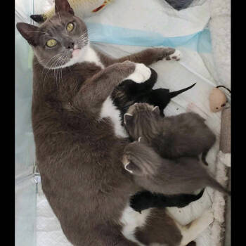 Rescue Domestic Medium Hair Cats for Adoption in West Plains, Missouri - Blanche | PetCurious