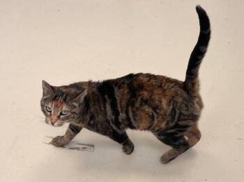 Domestic Short Hair Cats Available for Adoption in Webster, Wisconsin - Aurora | PetCurious