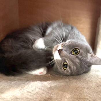 Olive Branch -  Domestic Short Hair Cat for Adoption in Fredericksburg, Virginia - Olive Branch | PetCurious