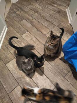Spruce -  Domestic Short Hair Cat for Adoption in Germantown, Ohio - Spruce | PetCurious