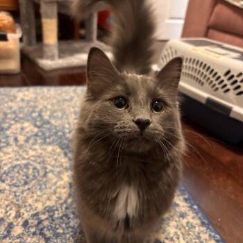 Domestic Long Hair Cats Available for Adoption - Lottie *MUST BE ADOPTED AS A BUDDY CAT* | PetCurious