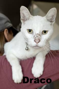 Rescue Domestic Short Hair Cats for Adoption in Macomb, Illinois - Draco | PetCurious