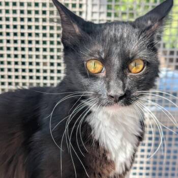 Lani -  Domestic Medium Hair Cat for Adoption in Sonoma, California - Lani | PetCurious