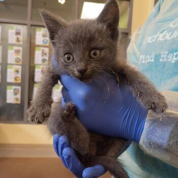 Ribeye -  Domestic Short Hair Cat for Adoption in Lynchburg, Virginia - Ribeye | PetCurious