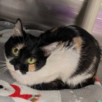 Domestic Short Hair Cats Available for Adoption - Nannu | PetCurious