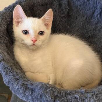 Domestic Short Hair Cats Available for Adoption in Las Vegas, Nevada - Sprite | PetCurious