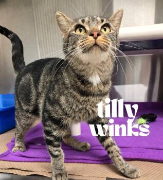 Tilly Winks -  Domestic Short Hair Cat for Adoption in Nevada, Iowa - Tilly Winks | PetCurious