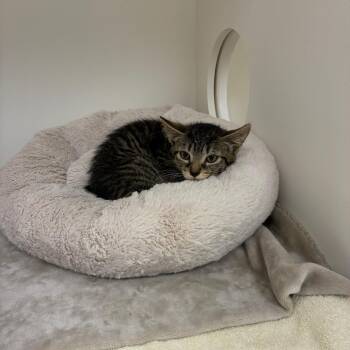 Sandy Cheeks -  Domestic Short Hair Cat for Adoption in Mebane, North Carolina - Sandy Cheeks | PetCurious
