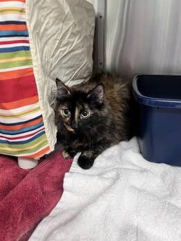 MOON -  Domestic Medium Hair Cat for Adoption in Minneapolis, Minnesota - MOON | PetCurious