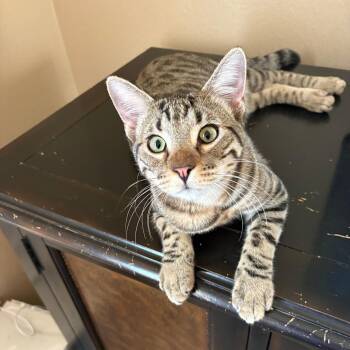 Rescue Tabby Cats for Adoption in Nacogdoches, Texas - GRANITE | PetCurious
