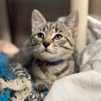 Domestic Short Hair Cats Available for Adoption - Mick | PetCurious