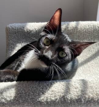 Quincy -  Domestic Short Hair Cat for Adoption in Eureka, California - Quincy | PetCurious