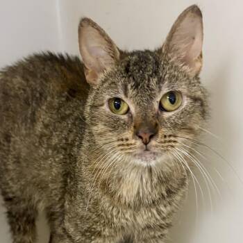 Sparkler -  Domestic Short Hair and Tabby Cat for Adoption in Charles City, Iowa - Sparkler | PetCurious