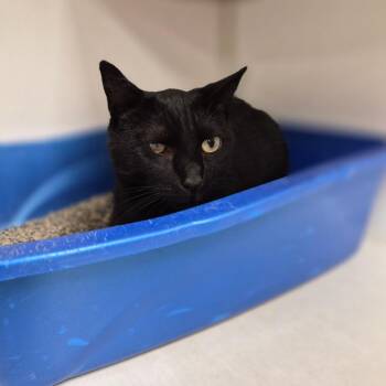 Sparrow -  Domestic Short Hair Cat for Adoption in Woodstock, Illinois - Sparrow | PetCurious