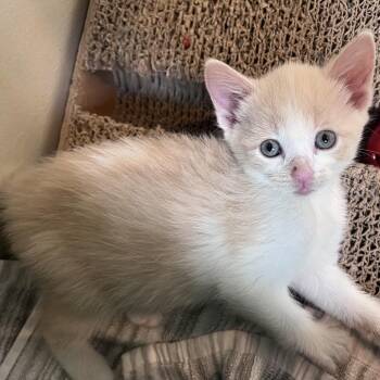 Macaroni -  Domestic Short Hair Cat for Adoption in Calgary, Alberta - Macaroni | PetCurious