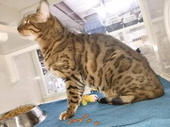 Rescue Bengal Cats for Adoption in Tavares, Florida - Taco | PetCurious