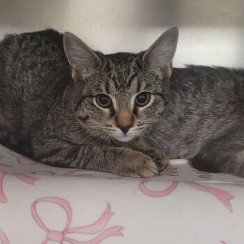 Domestic Short Hair Cats Available for Adoption - Glitter-C | PetCurious