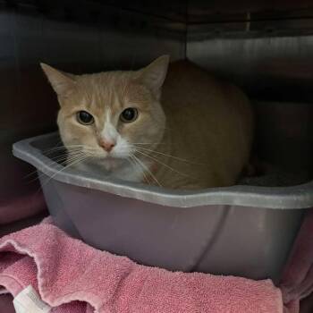 Ace -  Domestic Short Hair Cat for Adoption in Glenwood, Minnesota - Ace | PetCurious