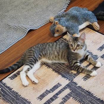 Keen - Located in Richmond, VA -  Domestic Short Hair Cat for Adoption - Keen - Located In Richmond, VA | PetCurious