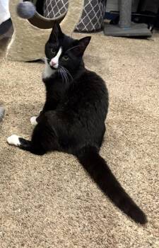 Melanie -  Domestic Short Hair Cat for Adoption in Minneapolis, Minnesota - Melanie | PetCurious