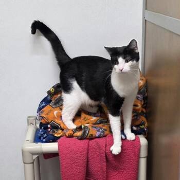 Henry -  Domestic Short Hair Cat for Adoption in Des Moines, Iowa - Henry | PetCurious