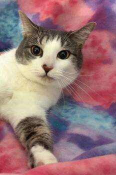 Domestic Short Hair Cats Available for Adoption in Oviedo, Florida - Pesky | PetCurious