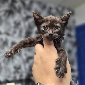 Domestic Short Hair Cats Available for Adoption in Wahiawa, Hawaii - Goofy Goober | PetCurious