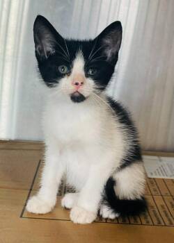Met -  Domestic Short Hair Cat Available for Adoption in Nashville, Georgia - Met | PetCurious