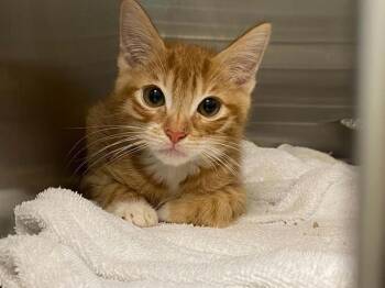 VARIO -  Domestic Short Hair Cat for Adoption in Tustin, California - VARIO | PetCurious
