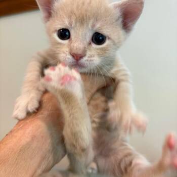 Dallas -  Domestic Short Hair Cat for Adoption in Long Beach, California - Dallas | PetCurious