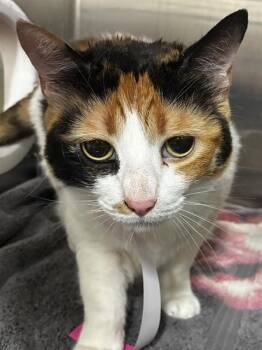 HOPE -  Domestic Short Hair Cat for Adoption - HOPE | PetCurious
