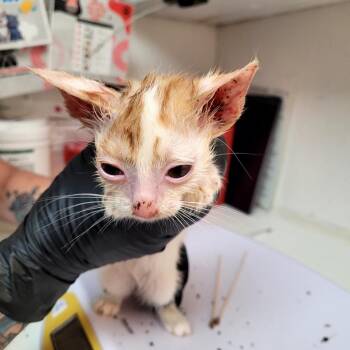 Thomas -  Domestic Short Hair Cat for Adoption in Belfair, Washington - Thomas | PetCurious