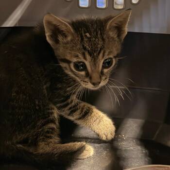 Daniel -  Domestic Short Hair Cat for Adoption in Hemet, California - Daniel | PetCurious