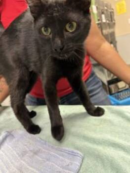 Skye -  Domestic Short Hair Cat for Adoption in Kansas City, Missouri - Skye | PetCurious