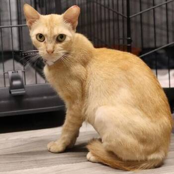 Sabine Davey -  Tabby and Domestic Short Hair Cat for Adoption in Friendswood, Texas - Sabine Davey | PetCurious