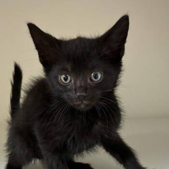 Knox -  Domestic Short Hair Cat for Adoption in Uniontown, Pennsylvania - Knox | PetCurious