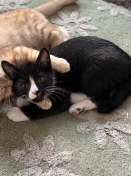 Penn -  Domestic Short Hair Cat for Adoption - Penn | PetCurious
