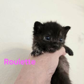 Roulette -  Domestic Short Hair Cat for Adoption in Spring Hill, Kansas - Roulette | PetCurious
