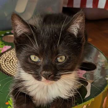 Stormy -  Domestic Short Hair Cat Available for Adoption in Weehawken Township, New Jersey - Stormy | PetCurious