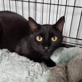Dahlia -  Domestic Short Hair Cat for Adoption in Marseilles, Illinois - Dahlia | PetCurious
