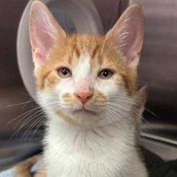 Cicadia -  Domestic Short Hair Cat for Adoption in Allegan, Michigan - Cicadia | PetCurious