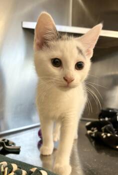 Flora -  Domestic Short Hair Cat for Adoption in North Haven, Connecticut - Flora | PetCurious